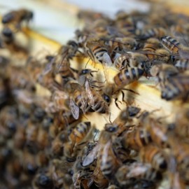 Prof. Dr.  Job van Praagh, Wenn Honig drauf steht,  muss auch Honig drin sein! Und wenn Buckfast drauf steht?